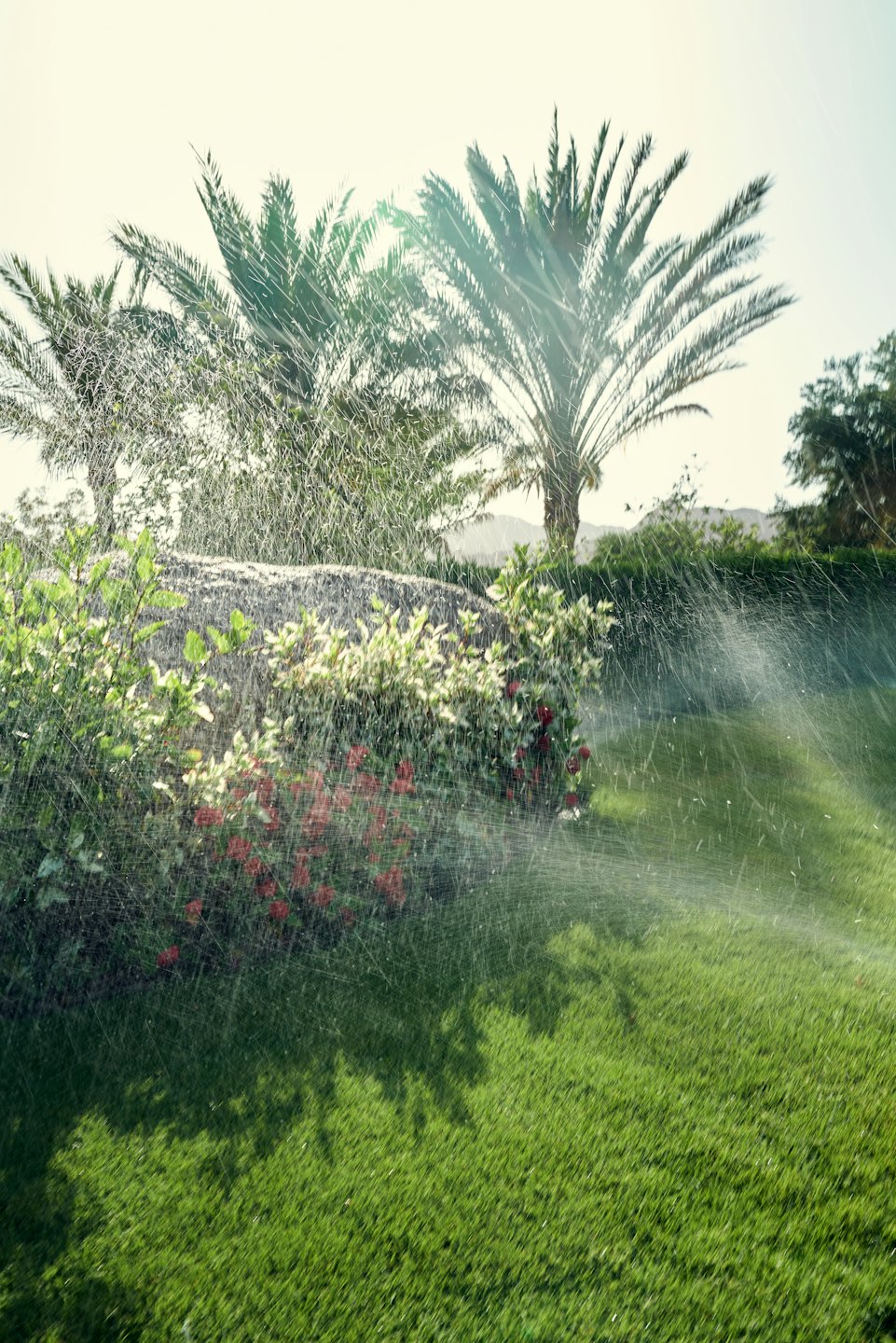 A sprinkler waters a green lawn near shrubs and trees.